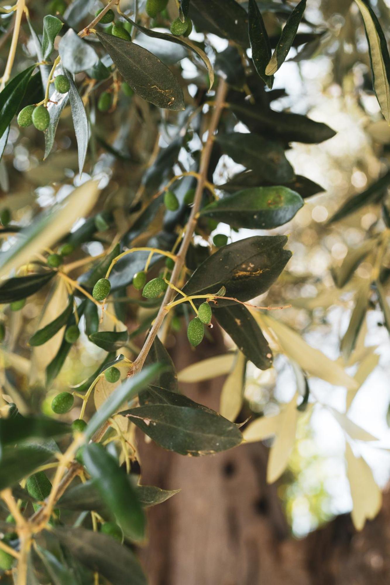 Agriturismo Giorgio Mattinata Εξωτερικό φωτογραφία